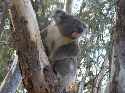 Annual Koala Count - Goulburn Accommodation 0