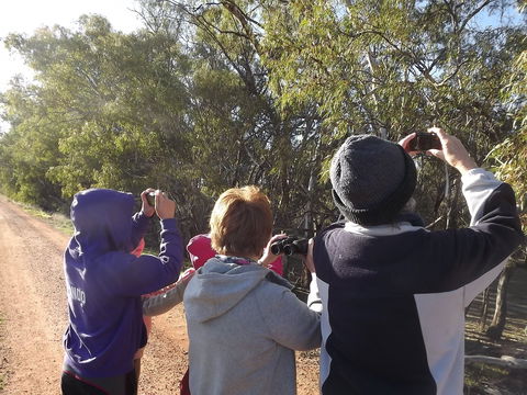 Annual Koala Count - Goulburn Accommodation 1