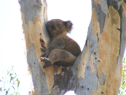 Annual Koala Count - Goulburn Accommodation 2