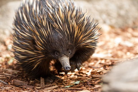 Aussie Wildlife Course - July/August/September - Goulburn Accommodation 0