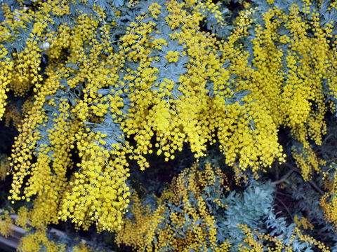 Australian Wattle Day @ The Old Bus Depot Markets - Goulburn Accommodation 0
