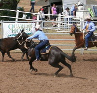 Dalgety Team Penning - Goulburn Accommodation