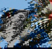 Esperance Wildflower Festival - Goulburn Accommodation