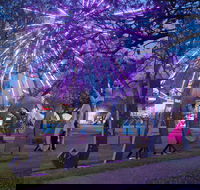 Grafton Jacaranda Festival - Goulburn Accommodation