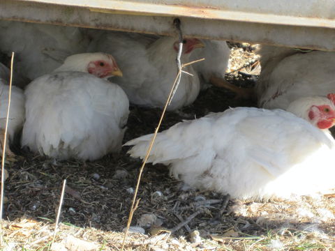 Keeping Healthy Backyard Chickens - Goulburn Accommodation 5