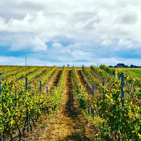 Peter Teakle Wines - Goulburn Accommodation 1
