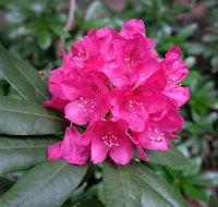 Rhododendrons at Brangayne - Goulburn Accommodation