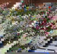 Sapphire Coast Orchid Club Spring Orchid Show - Goulburn Accommodation