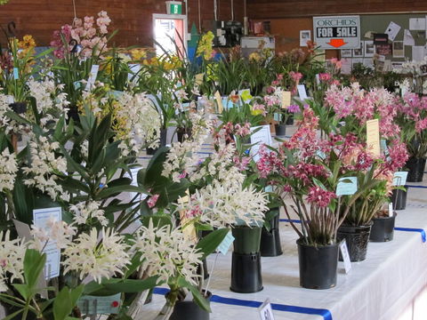 Sapphire Coast Orchid Club Spring Orchid Show - Goulburn Accommodation 0