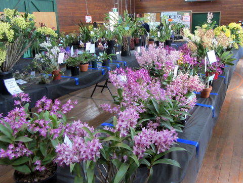 Sapphire Coast Orchid Club Spring Orchid Show - Goulburn Accommodation 1