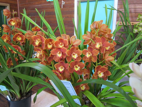 Sapphire Coast Orchid Club Spring Orchid Show - Goulburn Accommodation 2