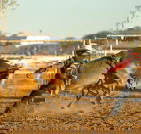 Walgett Charity Bushman's Carnival Rodeo and Campdraft - Goulburn Accommodation