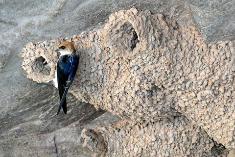 2020 Katherine Bird Festival - Goulburn Accommodation 0