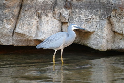 2020 Katherine Bird Festival - Goulburn Accommodation 1