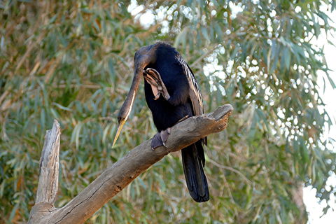 2020 Katherine Bird Festival - Goulburn Accommodation 2
