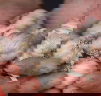 Armidale Farmers' Market - Goulburn Accommodation