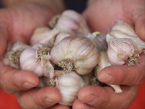 Armidale Farmers' Market - Goulburn Accommodation 0