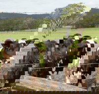 Bandon Grove Farm Tours - Goulburn Accommodation