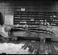 Capturing Nature Early photography at the Australian Museum 1857  1893 - Goulburn Accommodation