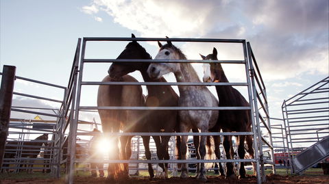 Cunnamulla Fella Festival 2020 - Goulburn Accommodation 1
