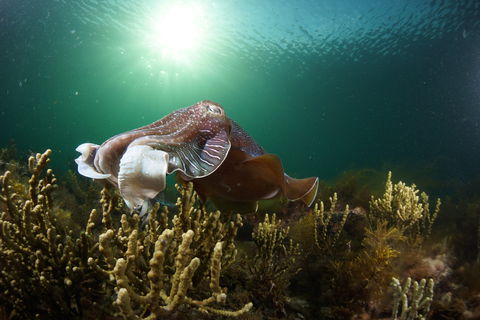 Cuttlefish Diving & Snorkeling EVERYDAY May -August - Goulburn Accommodation 0
