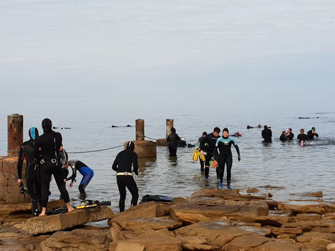 Cuttlefish Diving & Snorkeling EVERYDAY May -August - Goulburn Accommodation 1