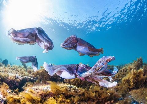 Cuttlefish Diving & Snorkeling EVERYDAY May -August - Goulburn Accommodation 2