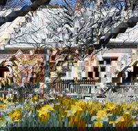 Daffodils at Rydal - Goulburn Accommodation