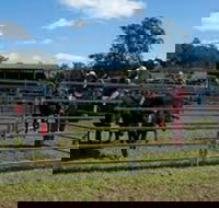 Dungog Team Penning - Goulburn Accommodation