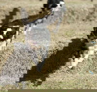Great Nundle Dog Race - Goulburn Accommodation