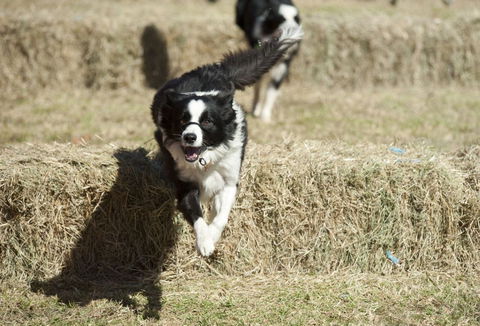 Great Nundle Dog Race - Goulburn Accommodation 0