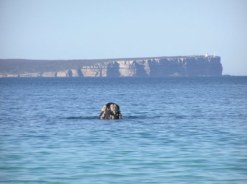 Jervis Bay's Sydney To Hobart Experience - Goulburn Accommodation 0