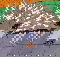 SALA 2020 - Colour Our World - Goulburn Accommodation