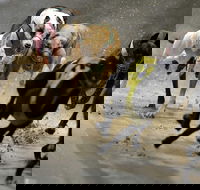 Twilight Greyhound Racing - Goulburn Accommodation