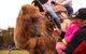 Willunga Almond Blossom Festival - thumb 0