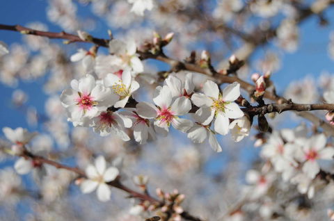Willunga Almond Blossom Festival - Goulburn Accommodation 1