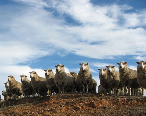 Annual Bredbo Sheep Dog Trials - Goulburn Accommodation 0