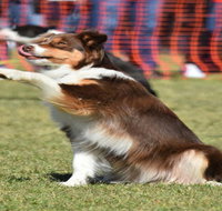 Dogs in the Park NSW Orange - Goulburn Accommodation