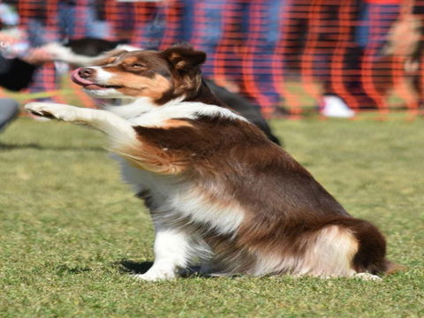 Dogs In The Park NSW Orange - Goulburn Accommodation 0