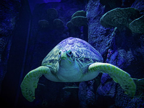 Sydney's Aquarium - Goulburn Accommodation 0