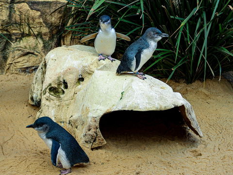 Sydney's Aquarium - Goulburn Accommodation 2