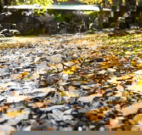 Cradle Forest Inn - Goulburn Accommodation