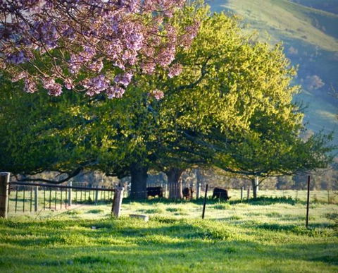 Alexandra Farmstay - Goulburn Accommodation 6