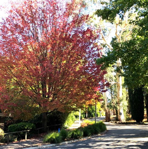 Aldgate Creek Cottage Bed & Breakfast - Goulburn Accommodation 2