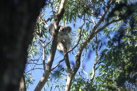 Forster Holiday Apartment - Goulburn Accommodation 6