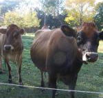 Drumreagh Bed  Breakfast Cabins - Goulburn Accommodation