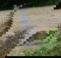 Jarrah Lodge - Goulburn Accommodation