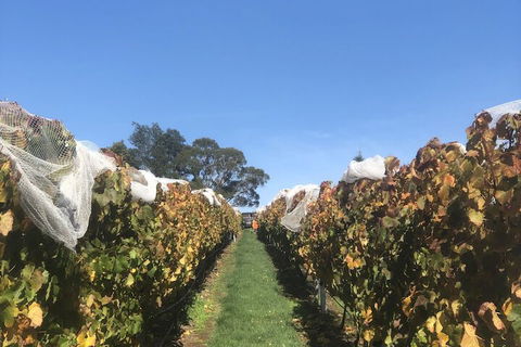The Cottage At 3 Willows Vineyard - Goulburn Accommodation 3