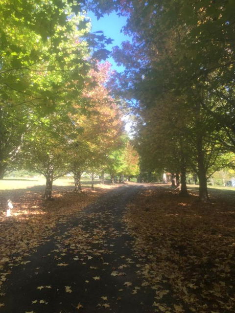 A Peaceful Cabin In The Country - Goulburn Accommodation 2