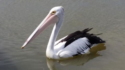 PS Federal Retreat Paddle Steamer Goolwa - Goulburn Accommodation 5
